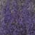 Violette Violieren, olieverf op linnen, 150x150cm, 1999