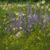 Tuinimpressie, olieverf op linnen, 150x150cm, 2011
